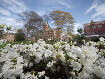 Spring Flowers on Campus
