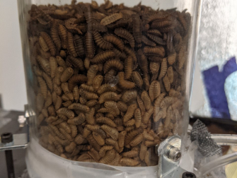 Black soldier fly larvae.